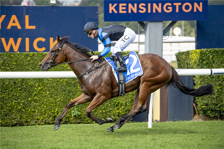「麝香葡萄酒」夺冠在兰德威克赛马场肯辛顿赛道上举办的你好血统头条两岁马让赛（KIA ORA BLOODLINES TO HEADLINES HANDICAP）