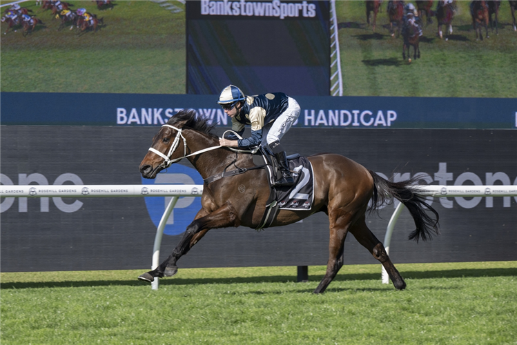 「磨坊主先生」夺冠班克斯敦体育让赛（BANKSTOWN SPORTS HANDICAP）