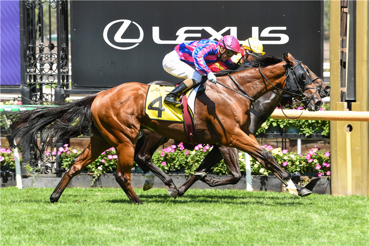 NDOLA winning the The Schweppes Plate at Flemington in Australia.