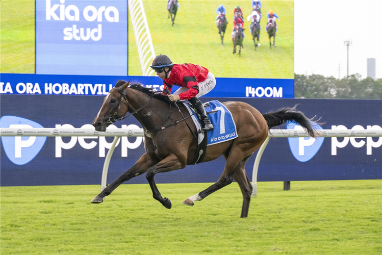 NINJA winning the KIA ORA HOBARTVILLE STAKES at Rosehill in Australia.
