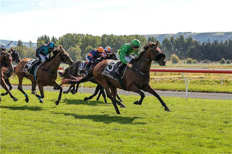 NOBLE KNIGHT winning the POSITIVE SIGNS + PRINT DUNEDIN GOLD CUP