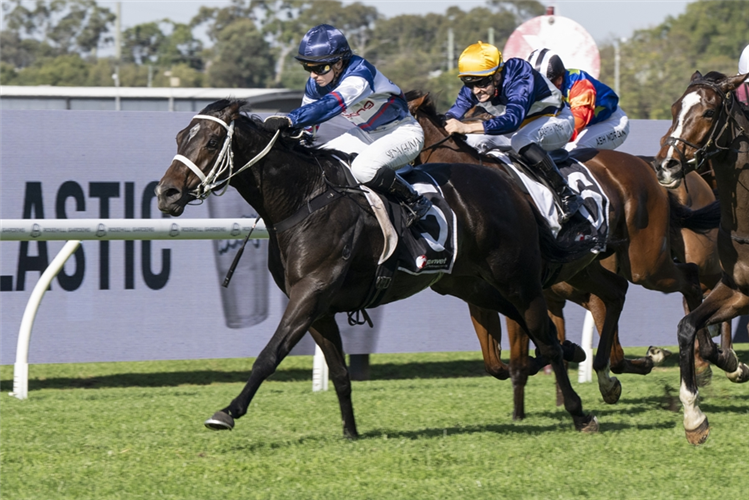 NOBLER winning the RANVET HANDICAP at Rosehill Gardens in Australia.