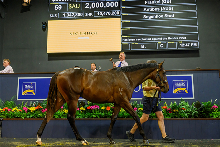 The Frankel colt who sold for $2m at Magic Millions.