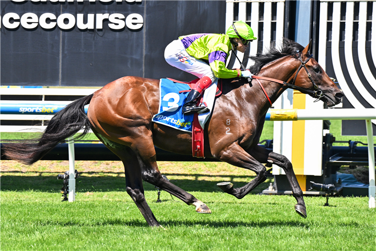 PALLATON winning the Sportsbet Zeditave Stakes at Caulfield in Australia.