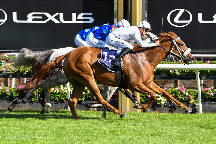PARADISE CITY winning the Frances Tressady Stakes at Flemington in Australia.