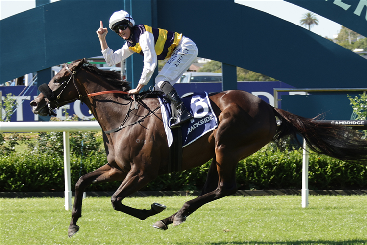 PARADISE STORM winning the TRACKSIDE AUCKLAND CUP