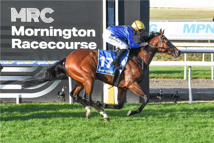 「侦察任务」夺冠哈利巴锦标赛