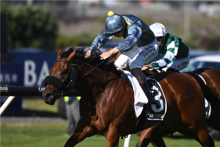 ROAD TO PARIS winning the HKJC WORLD POOL NZ DERBY