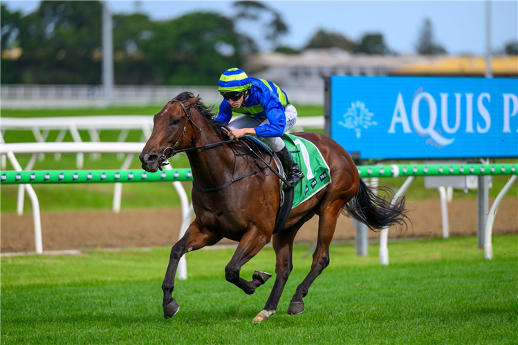 SCAMPI winning the ISLE OF CAPRI WINE & BEER OPEN Handicap at Gold Coast in Australia.