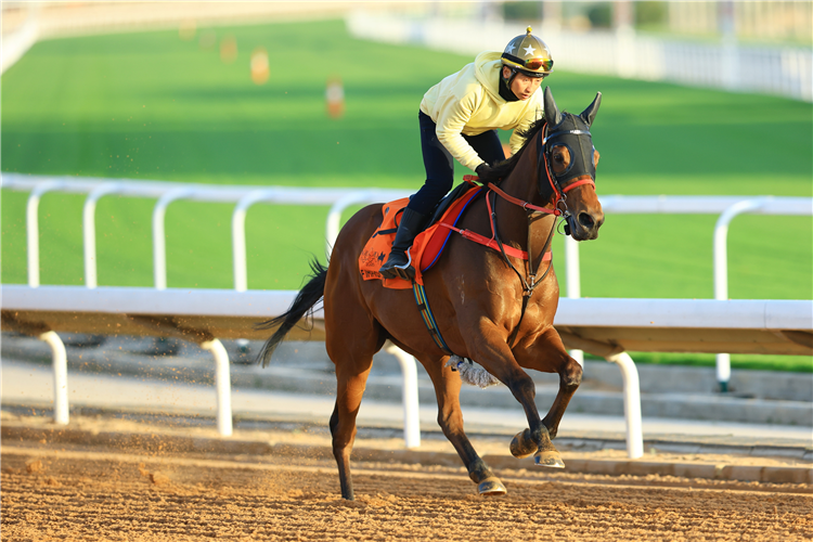 Self Improvement is seeking big-race success this weekend