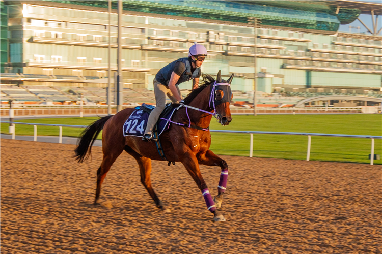 Sing Dragon works on the dirt course at Meydan.