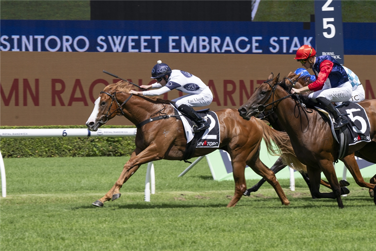 SPICY MISS winning the SINTORO SWEET EMBRACE STAKES at Randwick in Australia.
