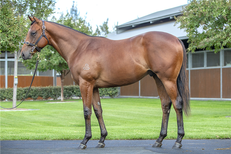 The brother to Switzerland who will be offered on Day 2 at the Easter Sale.