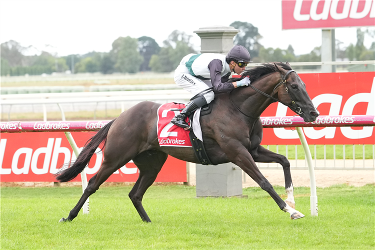 TEST OF LOVE winning the Odds Surge Handicap at Sale in Australia.