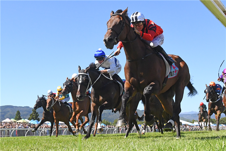 THE PRECURSOR winning the LIFE DIRECT REMUTAKA CLASSIC