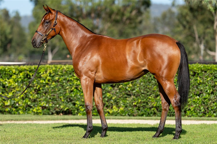 Thyme To Go as a yearling.