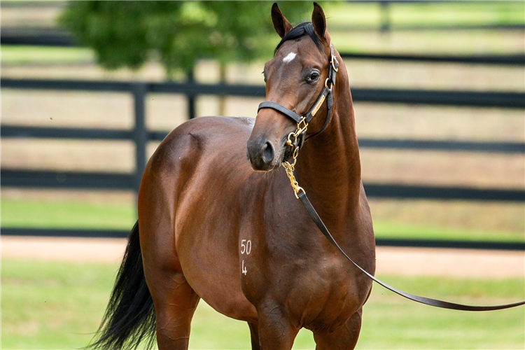The $2.2m Too Darn Hot colt.