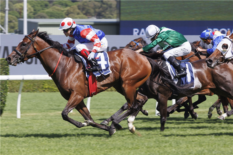 VERONA ROSE winning the PROVEN THOROUGHBREDS GUY WALTER STAKES