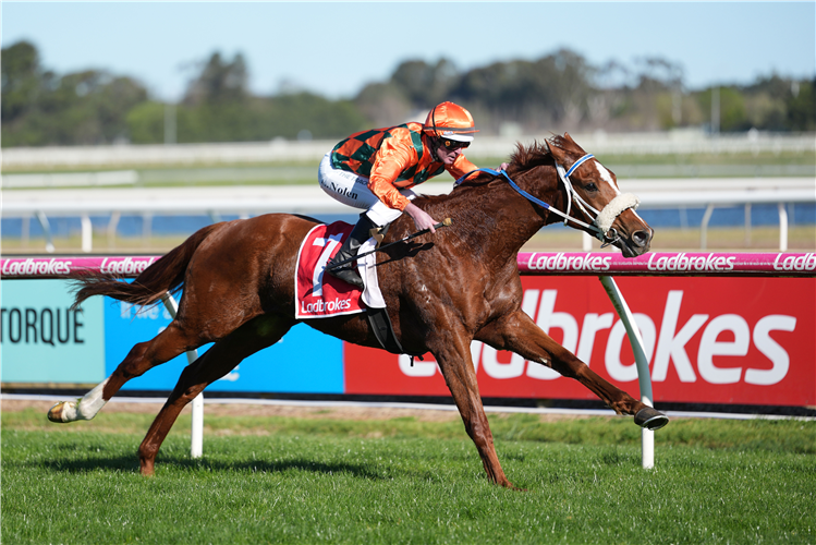 VICTORIOUS SPIRIT winning the Fantasy Cocktails Maiden Plate at Sale in Australia.