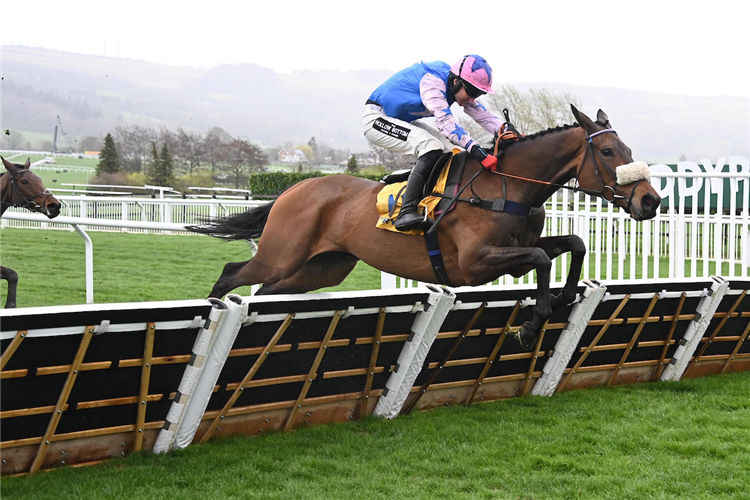 WHITE NOISE winning the Ryanair Mares' Novices' Hurdle (Grade 2) (Registered As The Dawn Run Mares' Novices' Hurdle) (Gbb Race) at Cheltenham in United Kingdom.