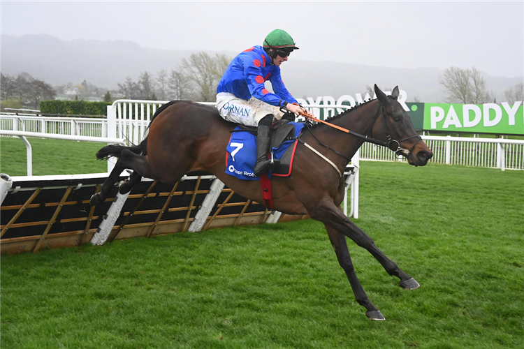 WODHOOH winning the Close Brothers Mares' Hurdle (Registered As The David Nicholson Mares' Hurdle) (Grade 1) (Gbb Race) at Cheltenham in United Kingdom.