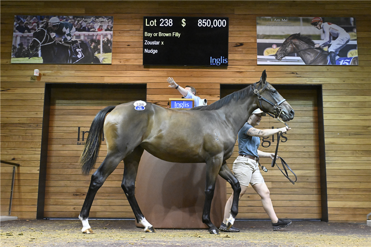 The $850,000 Zoustar filly that topped Day 1 at Premier.