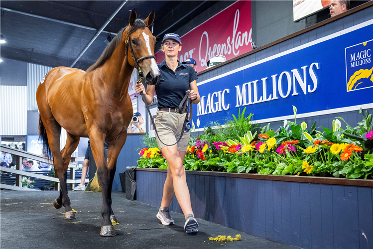 由「卡菲拉」及「我志气高」育种下、125万澳元小母马