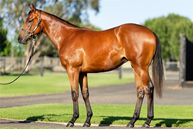 「我志气高」和「蓝肯之星」育种下小母马