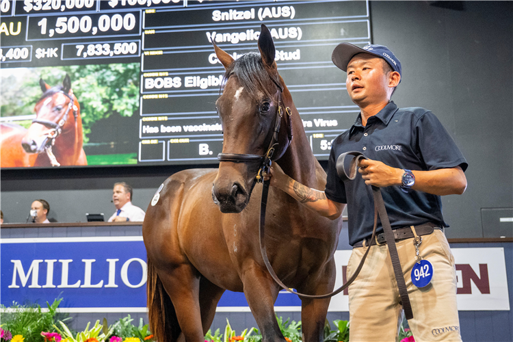 「犀利时」育种下150万澳元小公马