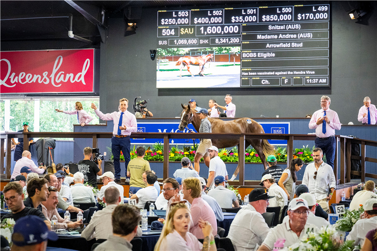 Hermitage’s $1.6 million Snitzel filly. Image: Magic Millions.