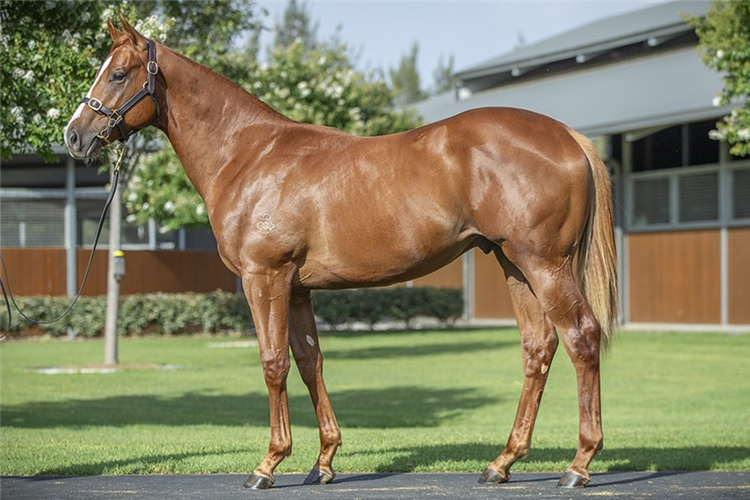 The Snitzel x Iffranesia colt who will be sold on Day 2.