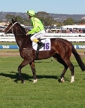 Days of Old - True Courser parades before the Adelaide Cup<br>Photo by Racing and Sports