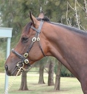 Fastnet Rock<br>Photo by Racing and Sports