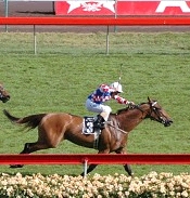 Dance Hero winning the Salinger<br>Photo by Racing and Sports
