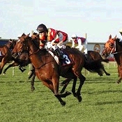 Bikkie Tin Blues won the 100th edition of the Cup<br>Photo by Racing and Sports