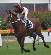 Hurried Choice did it for the mares<br>Photo by Racing and Sports