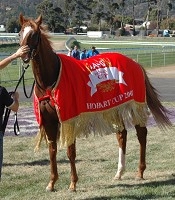 Blutigeroo rugged after winning the A A M I - Hobart Cup