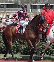 2011 Albury Cup winner Paddy O'Reilly<br>Photo by Racing and Sports