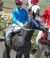 Pelican Head - one of Ra Ikane's main rivals<br>Photo by Racing and Sports