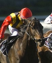 El Segundo was on his way to have a crack at the Cox Plate<br>Photo by Bronwen Healy