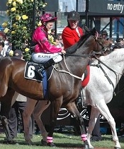 Keen Commander will have a struggle on an improving track and at 1100m<br>Photo by Racing and Sports