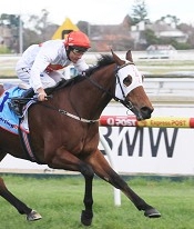 Atomic Force did as much as he had to win his 900m trial at Rosehill<br>Photo by Racing and Sports