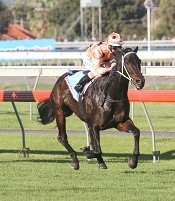 Black Caviar<br>Photo by Racing and Sports