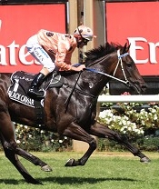 Black Caviar goes OK<br>Photo by Racing and Sports