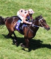 Black Caviar<br>Photo by Racing and Sports