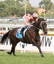 Black Caviar<br>Photo by Racing and Sports