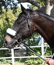 Ebony Flyer after winning Diana Stakes<br>Photo by equineedge.co.za