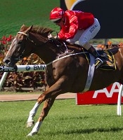 Flying Snitzel<br>Photo by Racing and Sports