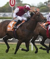 Galah looks the good thing of the week - bar the odd champion<br>Photo by Racing and Sports