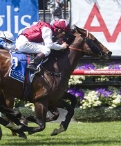 Galah wins Carbine Stakes at Flemington<br>Photo by Racing and Sports